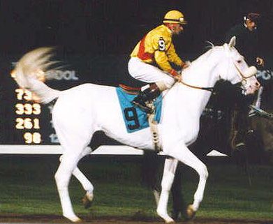 White Thoroughbred Racehorse